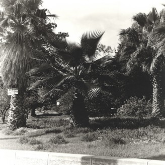 Ed Ruscha，棕榈树#2,1971/2003明胶银版画，14 × 11英寸(35.6 × 27.9厘米)，8版©Ed Ruscha