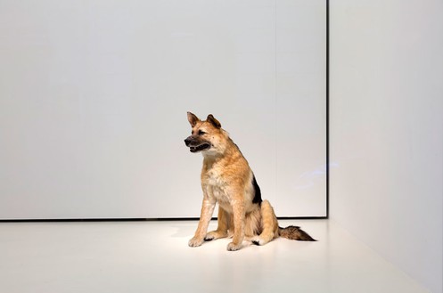 皮耶罗·戈利亚，《狗和掉落》，2013年，电子狗、螺线管和同步设备