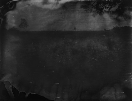 萨利·曼恩，战场，安提特姆(细长的树木)，2001清漆明胶银印刷，40 × 50英寸(101.6 × 127厘米)，5版©萨利·曼恩