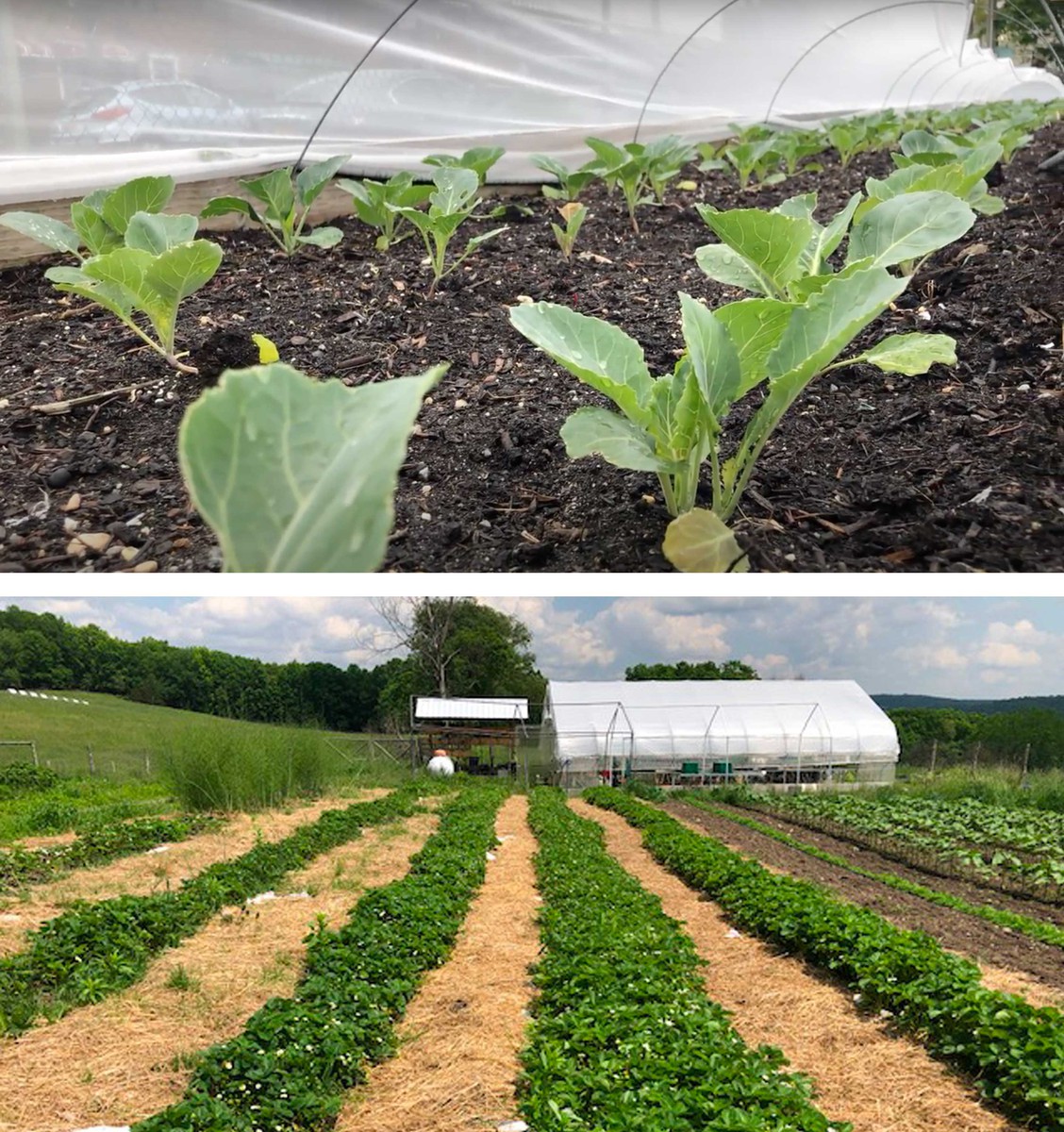 上图:纽约布鲁克林的EATS农场项目;下:纽约哥伦比亚县的天空农场