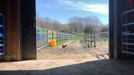 纽约哥伦比亚县天空农场的鸡和谷仓。